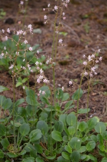 Saxifraga hirsuta