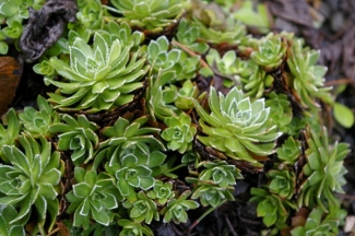 Saxifraga kolenatiana 'Foster's Red'