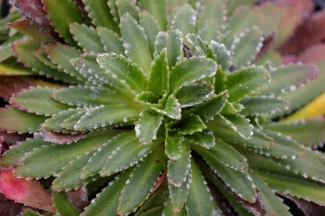 Saxifraga longifolia hybrid