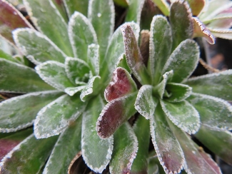 Saxifraga macnabiana