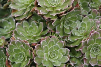 Saxifraga paniculata (White-mountain form)