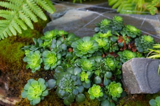 Saxifraga 'Primuloides'