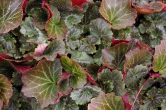 Saxifraga stolonifera 'Maroon Beauty'