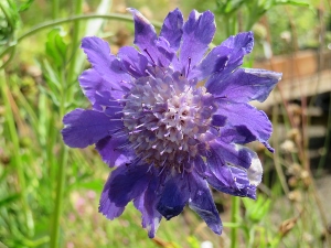 Scabiosa caucasica 'Fama Deep Blue'