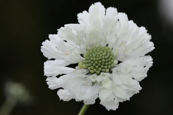 Scabiosa caucasica 'Fama White'