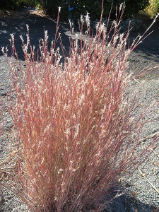 Schizachyrium scoparium 'The Blues'