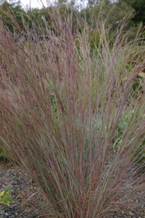 Schizachyrium scoparium 'The Blues'