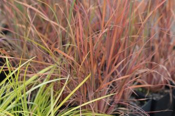 Schizachyrium scoparium 'Prairie Blues'