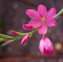 Schizostylis coccinea 'Salmon Star'