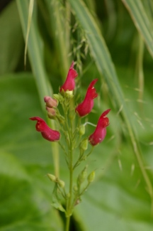 Scrophularia macrantha