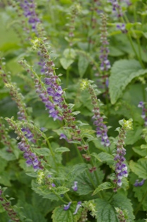 Scutellaria lateriflora