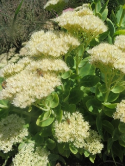 Sedum 'Stardust'