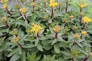 Sedum aizoon 'Euphorbioides'(Phedimus)