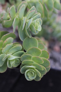 Sedum cauticola