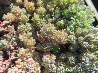 Sedum dasyphyllum 'Blue Ridge'