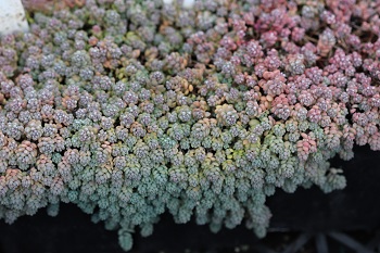 Sedum dasyphyllum 'Major'