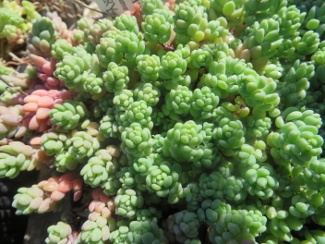 Sedum dasyphyllum rifference