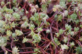 Sedum hispanicum 'Albescens'