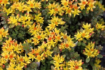 Sedum kamtschaticum