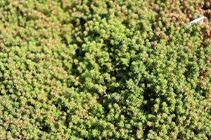 Sedum oryzifolium 'Tiny Form'