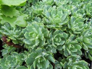 Sedum pachyclados