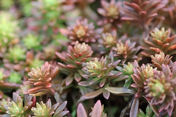 Sedum rupifragum (hakonense)