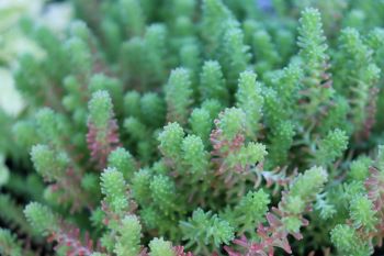 Sedum sexangulare