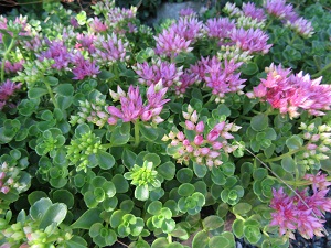 Sedum spurium 'Pink Jewel'