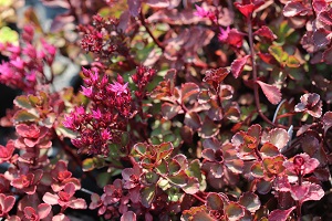 Sedum spurium 'Voodoo'