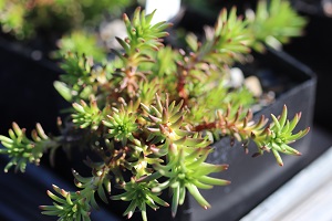 Sedum stenopetalum