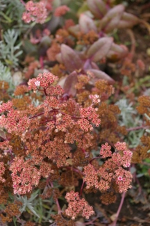 Sedum telephium ssp. maximum 'Atropurpureum'