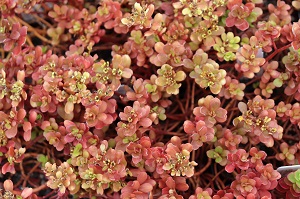 Sedum ternatum 'Buck Snort'