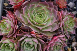 Sempervivum 'El Toro'