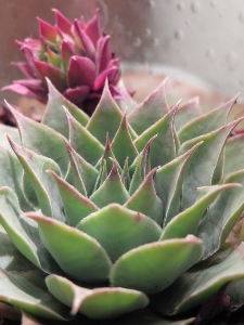 Sempervivum 'Jolly Green Giant'