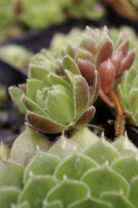 Sempervivum 'More Honey' (Ed Skrocki, 1980)