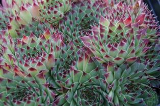 Sempervivum 'Mrs. Giuseppe'