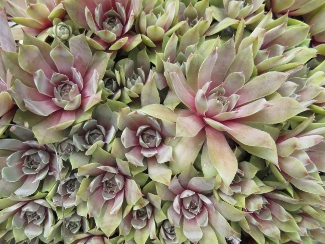 Sempervivum 'Topaz'