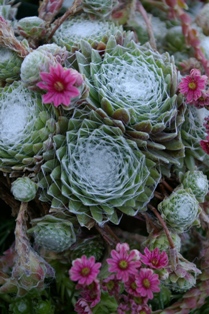 Sempervivum arachnoideum tomentosum