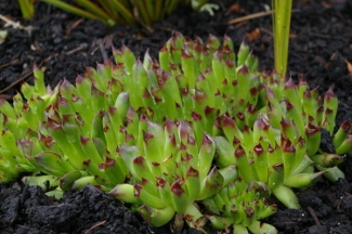 Sempervivum tectorum 'Oddity'