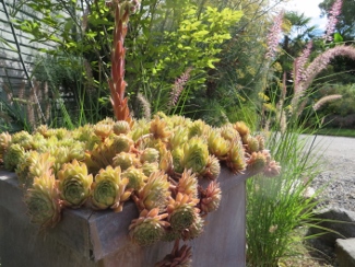 Sempervivum transcaucasicum