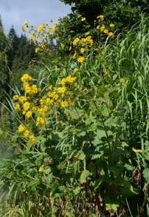 Silphium perfoliatum