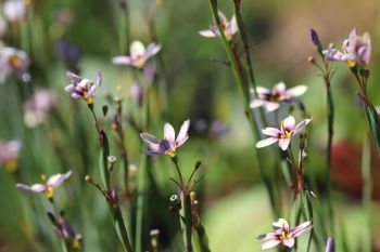 Sisyrinchium 'Quaint and Queer'