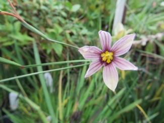 Sisyrinchium 'Quaint and Queer'