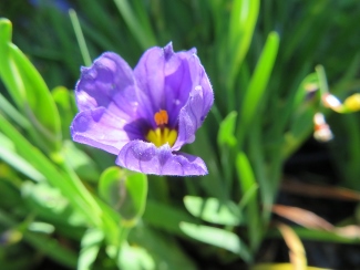 Sisyrinchium bellum 'Rocky Point'