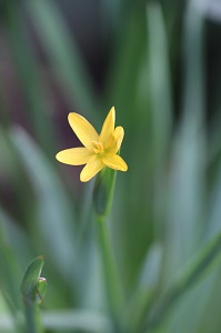 Sisyrinchium convolutum