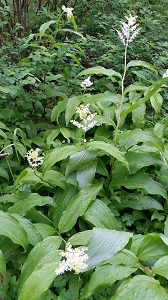 Smilacina (Maianthemum) racemosa