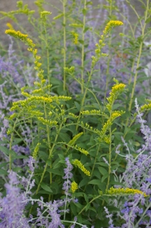 Solidago rugosa 'Fireworks'