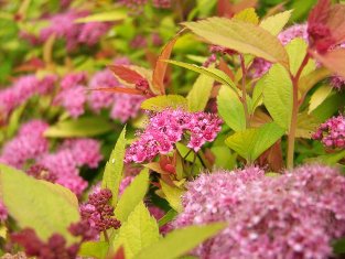 Spiraea 'MAGIC CARPET'