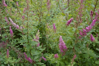 Spiraea douglasii