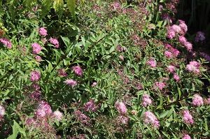 Spiraea japonica 'Anthony Waterer'